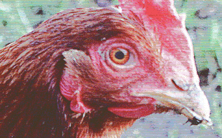 You can't call us 'chicken'... we're 'free range'