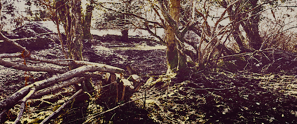 Free Range Network: ‘Eco-destruction in the Gwenlais valley SSSI, 1994/5’
