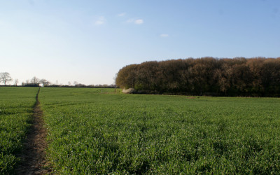 s04-halse_copse