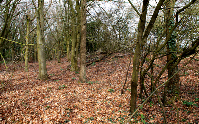 Landscape image, ‘The Roundabout hill fort buried beneath the scrub’